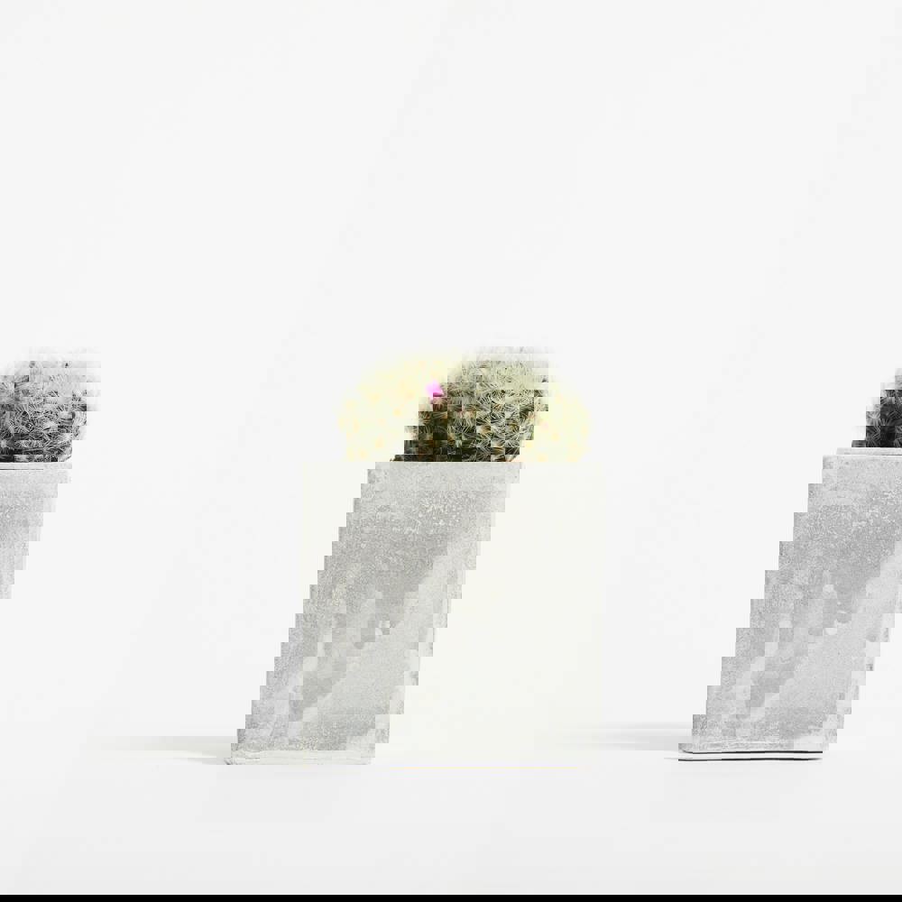 Betonnen Hey Pot - Plant