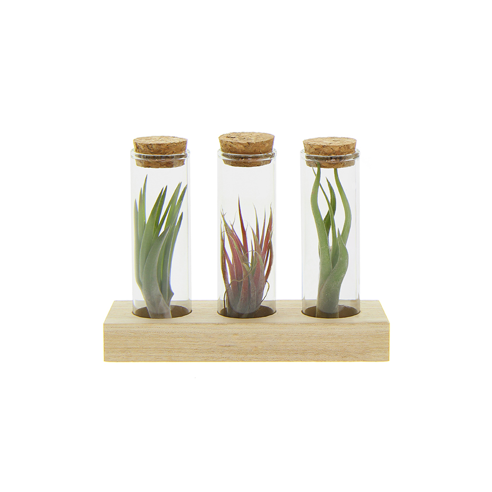Airplant - Trio tube & wood