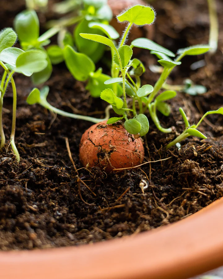 Blister - 2 stuks - Overige Thema's