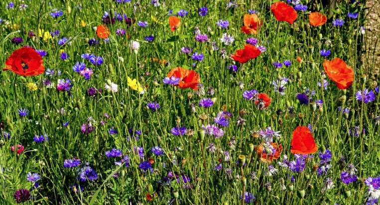 2 Flowerbombs wildbloemen 21mm met verpakking in eigen ontwerp