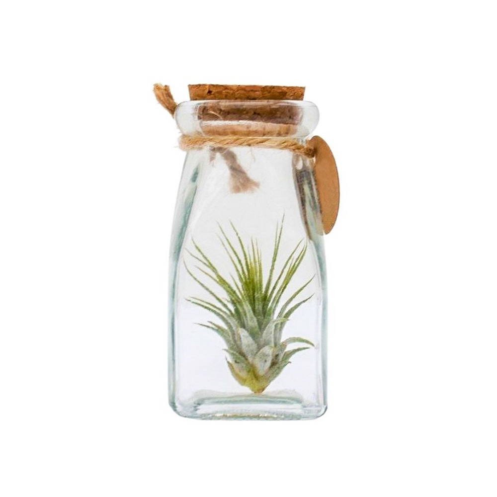 Airplant - Glass bottle square